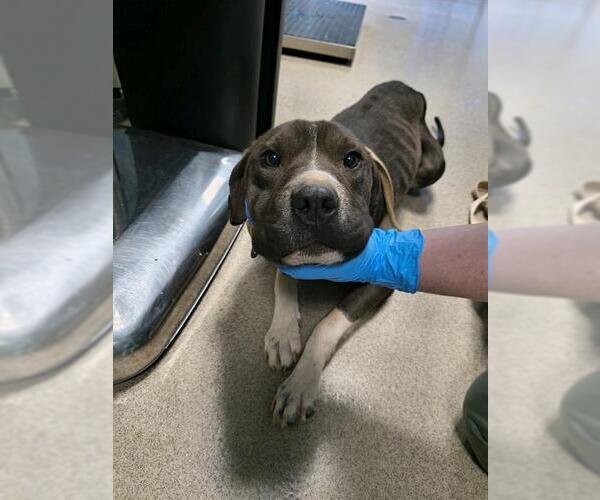 Medium Photo #1 Mutt Puppy For Sale in Newton, NC, USA