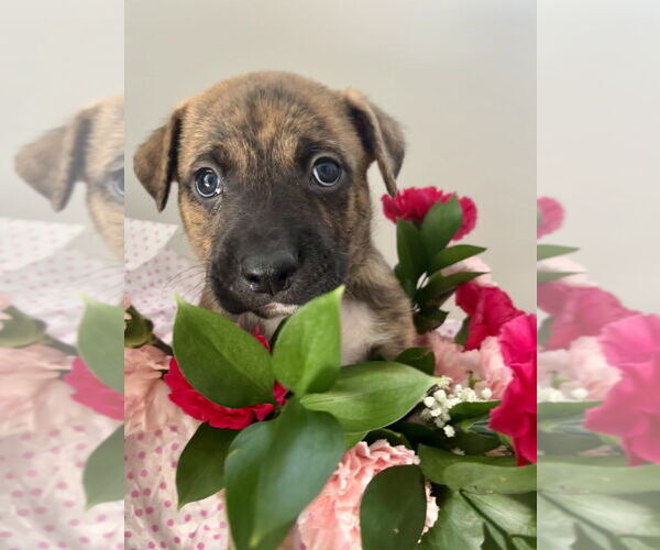 Medium Photo #4 Mutt Puppy For Sale in Imlay City, MI, USA