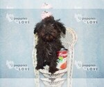 Small #7 Maltipoo