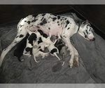 Small Photo #5 Great Dane Puppy For Sale in ANAHEIM, CA, USA