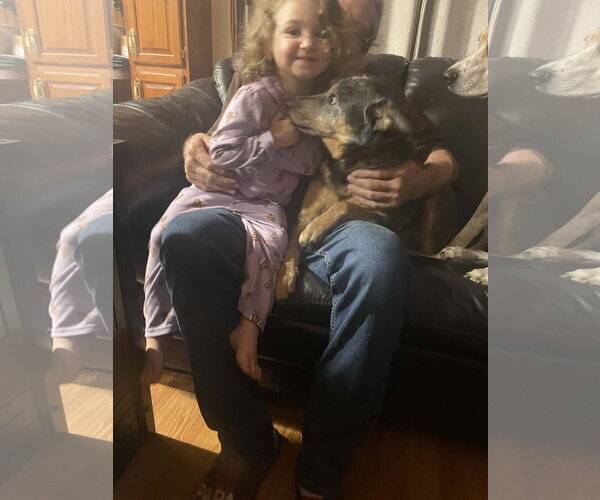 Medium Photo #6 Mutt Puppy For Sale in Garden City, NY, USA