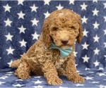 Small Poodle (Standard)