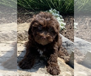 Lhasa Apso-Poodle (Toy) Mix Puppy for sale in CANOGA, NY, USA
