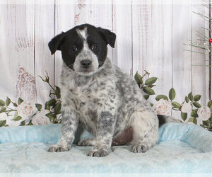 Australian Cattle Dog Puppy for sale in PENNS CREEK, PA, USA