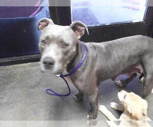 American Pit Bull Terrier-Unknown Mix Dogs for adoption in Tulsa, OK, USA