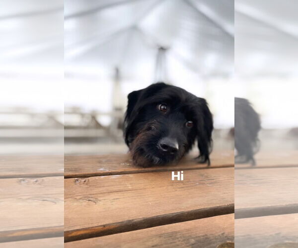 Medium Photo #1 Miniature Labradoodle Puppy For Sale in Buffalo, MN, USA