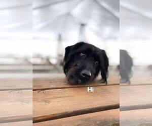 Miniature Labradoodle Dogs for adoption in Buffalo, MN, USA