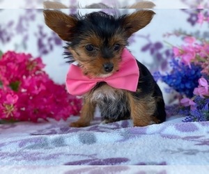 YorkiePoo Puppy for sale in LANCASTER, PA, USA