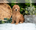 Small Photo #14 Cavapoo Puppy For Sale in KIRKWOOD, PA, USA