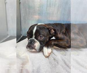 Boston Terrier-Unknown Mix Dogs for adoption in San Antonio, TX, USA