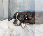 Small Boston Terrier Mix