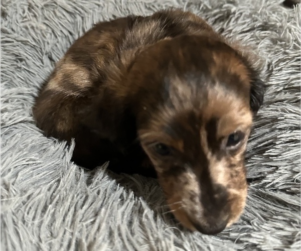 Medium Photo #8 Dachshund Puppy For Sale in HOUSTON, TX, USA