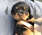 Small Photo #2 Rottweiler Puppy For Sale in BAINBRIDGE IS, WA, USA