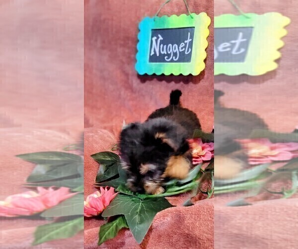 Medium Photo #8 Yorkshire Terrier Puppy For Sale in AKRON, OH, USA