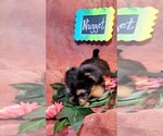 Small Photo #8 Yorkshire Terrier Puppy For Sale in AKRON, OH, USA