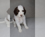 Puppy Obi Sheepadoodle