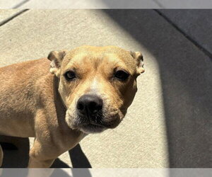 Mutt Dogs for adoption in Tulsa, OK, USA