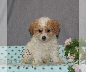 Poovanese Puppy for sale in RISING SUN, MD, USA
