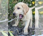 Small Photo #1 Labrador Retriever Puppy For Sale in CRYSTAL RIVER, FL, USA