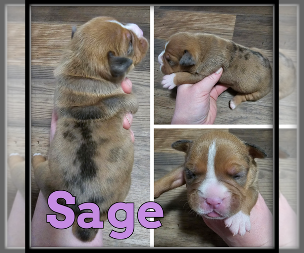 Medium Photo #3 Olde English Bulldogge Puppy For Sale in WHEELER, MI, USA