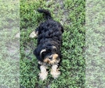 Small Photo #4 Shih-Poo Puppy For Sale in LANCASTER, MO, USA