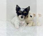 Small #34 Yorkshire Terrier