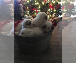 Pyrenean Mastiff Puppy for sale in OLNEY, IL, USA
