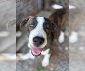 Mutt Dogs for adoption in Boston, MA, USA