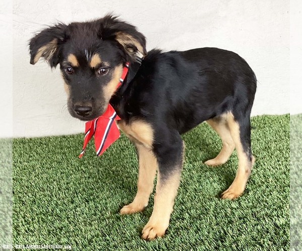 Medium Photo #2 Shepweiller Puppy For Sale in San Diego, CA, USA