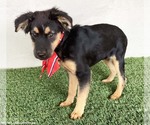 Small #1 Shepweiller