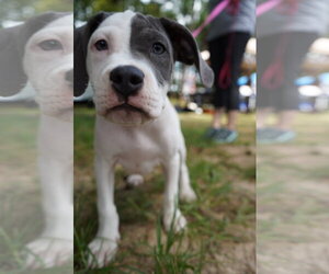 Thimble - Sewing Litter - Male American Staffordshire Terrier-Unknown Mix Dog for Adoption - Photo #3