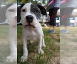 Small Photo #3 American Staffordshire Terrier-Unknown Mix Puppy For Sale in Holly Springs, NC, USA