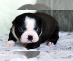 Small Photo #20 Boston Terrier Puppy For Sale in WINNSBORO, TX, USA
