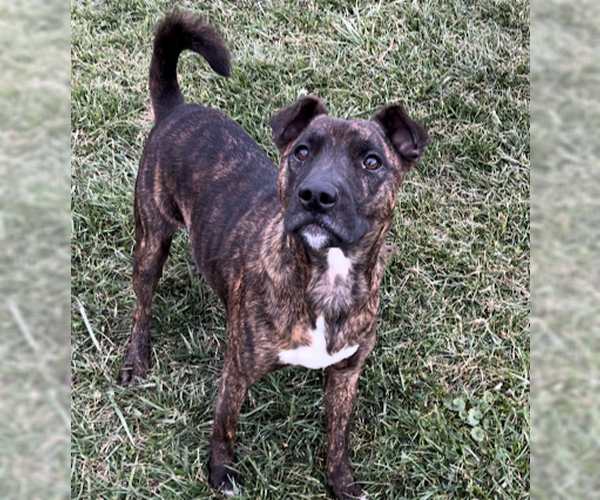 Medium Photo #1 American Pit Bull Terrier-Unknown Mix Puppy For Sale in Sistersville, WV, USA