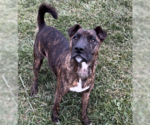 Small American Pit Bull Terrier Mix