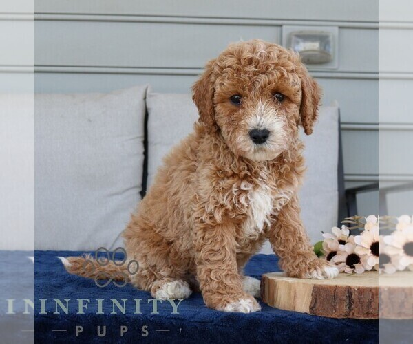 Medium Photo #3 Goldendoodle (Miniature) Puppy For Sale in NARVON, PA, USA