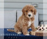 Small #2 Goldendoodle (Miniature)