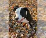 Small Photo #2 American Pit Bull Terrier-Unknown Mix Puppy For Sale in Strongsville, OH, USA