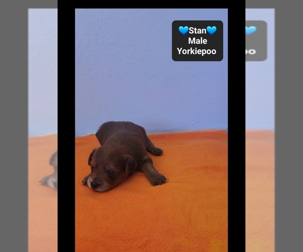 Medium Photo #3 Yorkipoo Puppy For Sale in TUCSON, AZ, USA