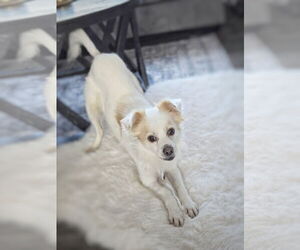 Mutt Dogs for adoption in Pittsburg, CA, USA