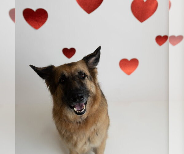 Medium Photo #7 German Shepherd Dog Puppy For Sale in Fargo, ND, USA