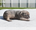 Small #4 Pug