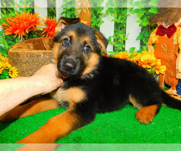 Medium Photo #1 German Shepherd Dog Puppy For Sale in HAMMOND, IN, USA