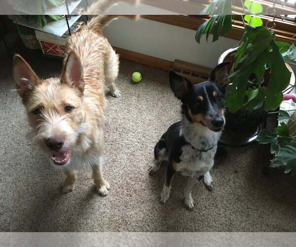 Medium Photo #5 Mutt Puppy For Sale in Grafton, WI, USA