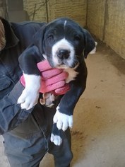 Great Dane Puppy for sale in MCLOUD, OK, USA