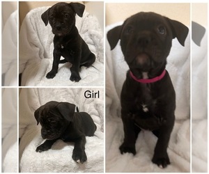 American Bulldog-Cane Corso Mix Puppy for sale in PORTLAND, OR, USA
