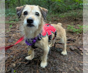 Mutt Dogs for adoption in Ellijay, GA, USA