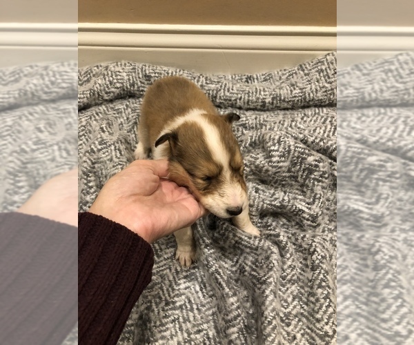 Medium Photo #6 Collie Puppy For Sale in OWENSBORO, KY, USA