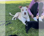 Small #11 Carolina Dog Mix