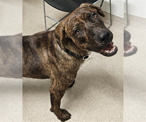 Mastiff-Unknown Mix Dogs for adoption in Bakersfield, CA, USA